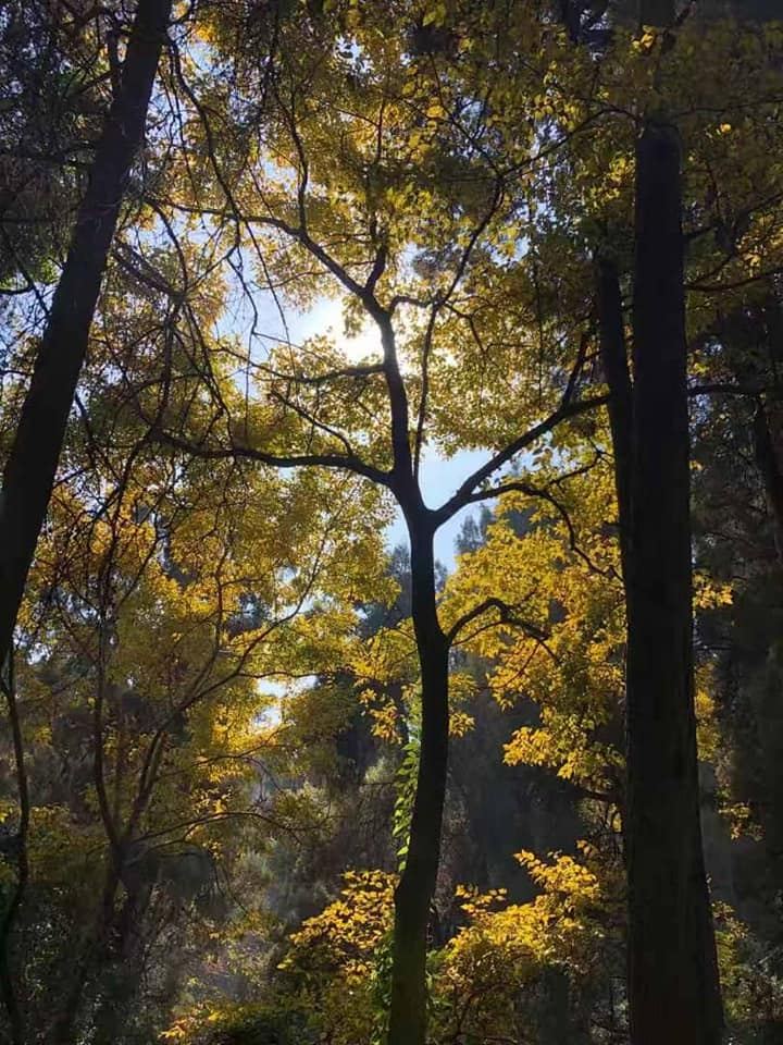 今天南华天使们要挑战自己，攀爬西山并且到龙门景区参观。