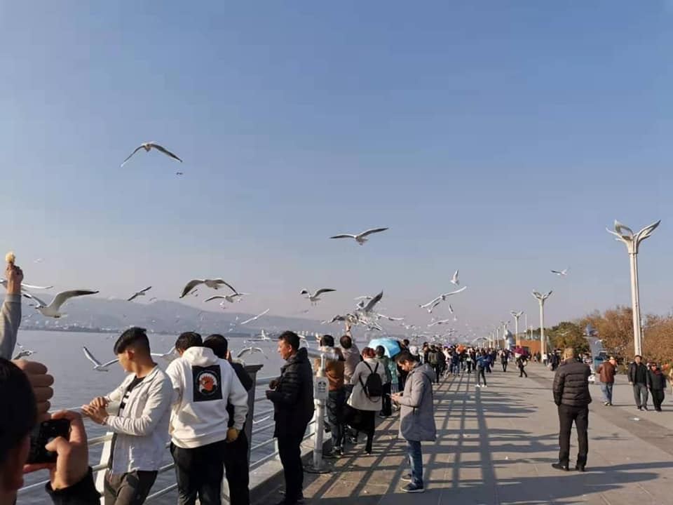 现在南华天使们来到了海埂大坝。它是昆明看海鸥的一个不错选择。地方宽敞,也没有门票