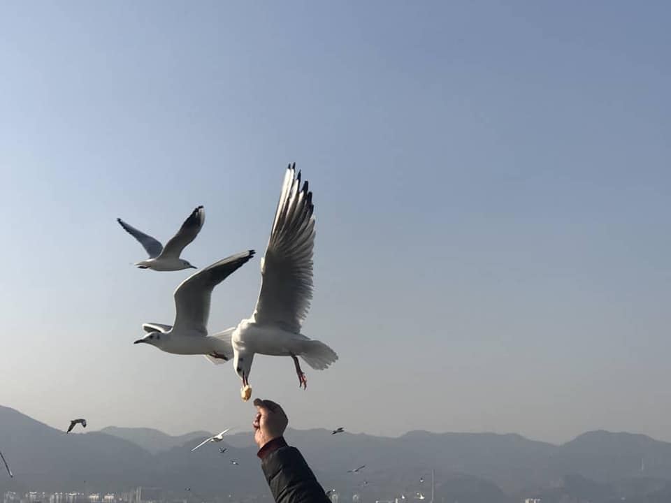 现在南华天使们来到了海埂大坝。它是昆明看海鸥的一个不错选择。地方宽敞,也没有门票