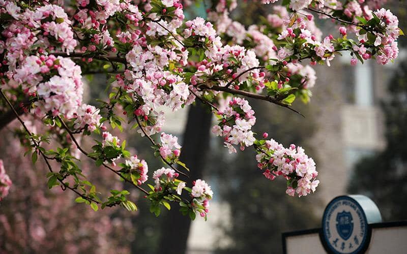 南华独立中学将在 5月17日（日）与中国天津大学有一场线上 *升学宣讲会*