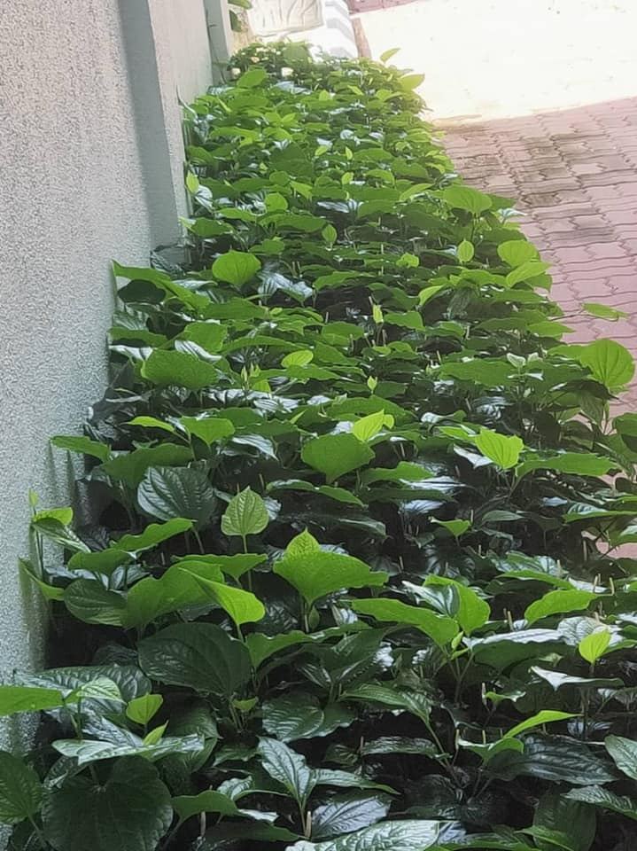 绿化校园，环境育人，关心师生的身心健康，建造人与自然的和谐发展。（二）